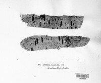 Ascodichaena rugosa image